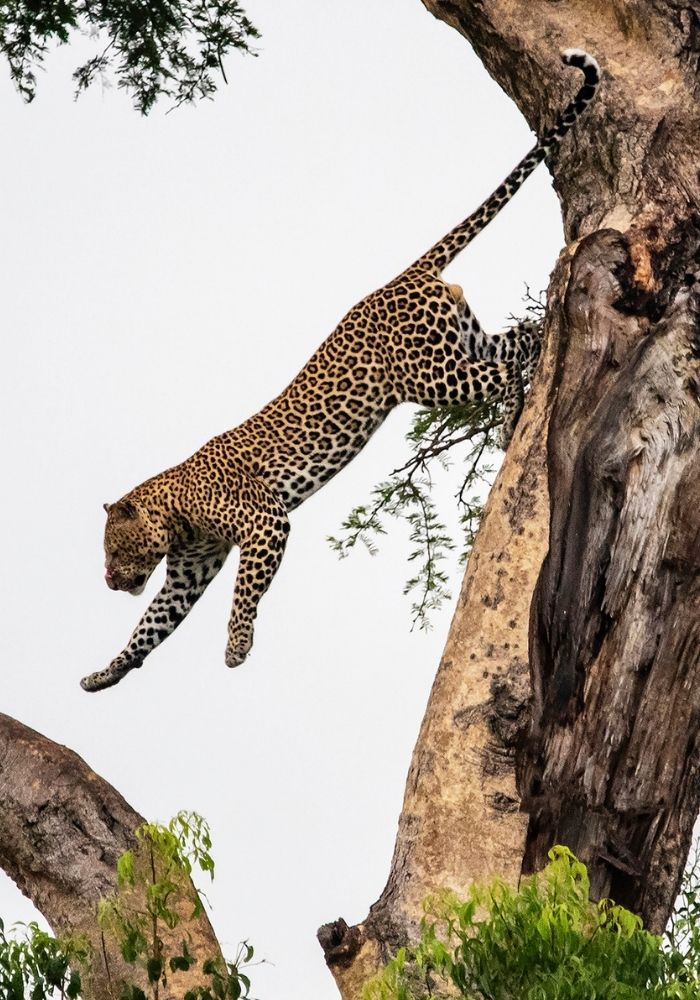 Safari Abenteuer in Tansania und Uganda