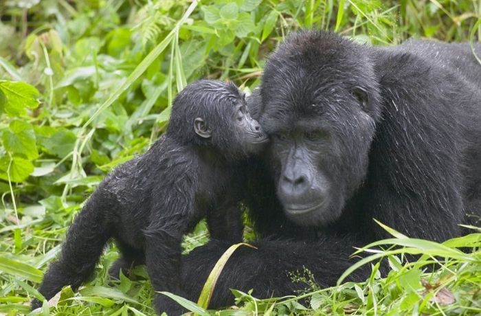 Bwindi Nationalpark Uganda