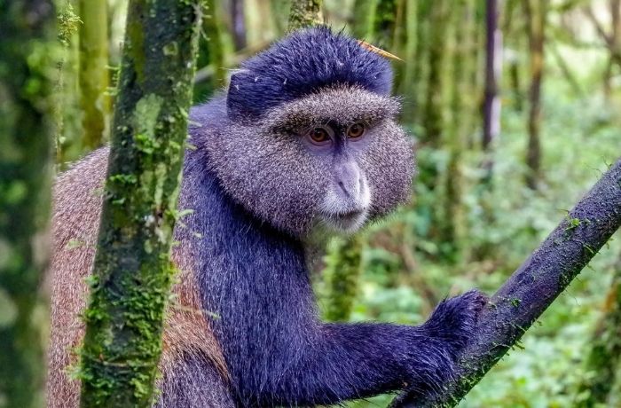 Gishwati Mukura Nationalpark Ruanda